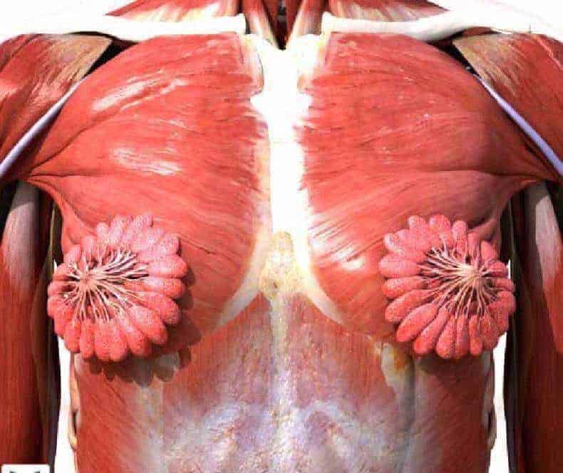 Une image anatomique des seins devient virale et fait le tour du monde