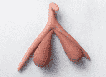 Hormis pour le plaisir, à quoi sert le clitoris?